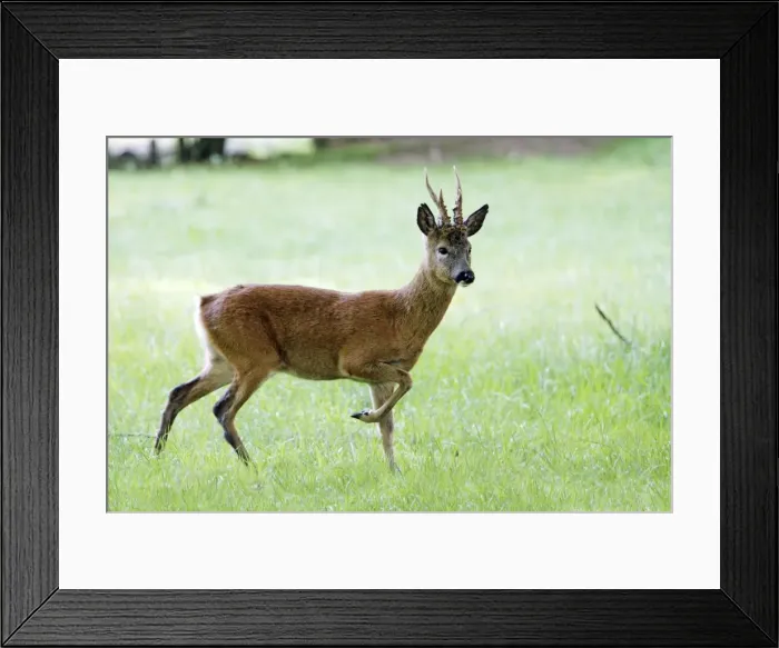 Framed Print : Roe Buck - animal on meadow, alert, Lower Saxony, Germany Framed Print : Roe Buck - animal on meadow, alert, Lower Saxony, Germany
