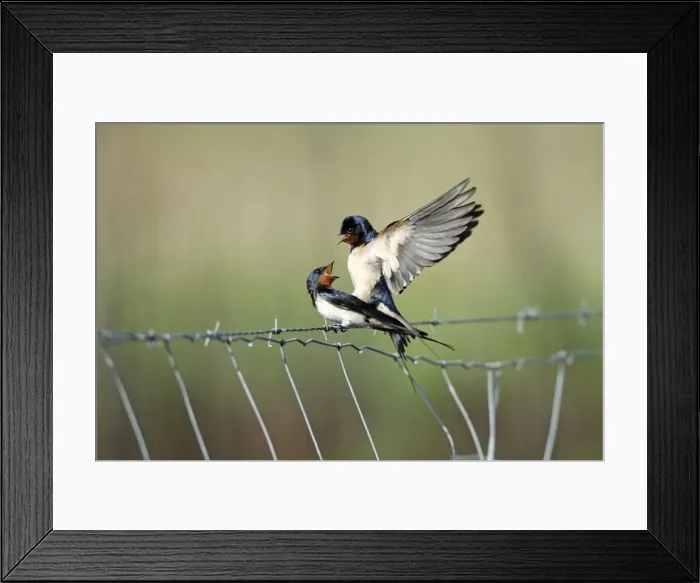 Framed Print : Barn Swallow - pair mating on fence, Lower Saxony, Germany Framed Print : Barn Swallow - pair mating on fence, Lower Saxony, Germany