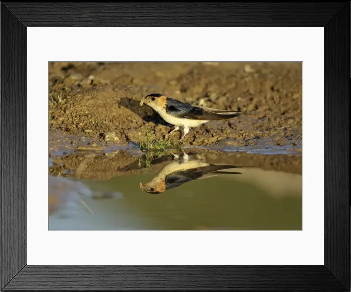 Framed Print : Red-Rumped Swallow - at puddle collecting nest material, region of Alentejo, Portugal Framed Print : Red-Rumped Swallow - at puddle collecting nest material, region of Alentejo, Portugal