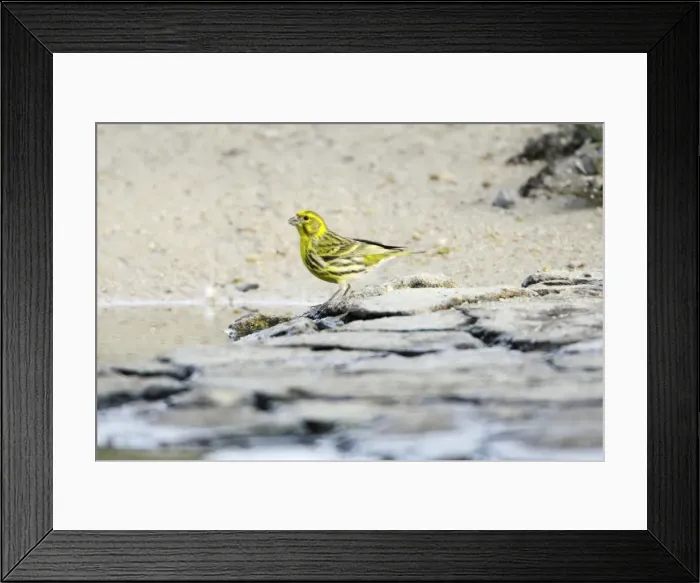 Framed Print : Serin - male drinking from river, region of Alentejo, Portugal Framed Print : Serin - male drinking from river, region of Alentejo, Portugal