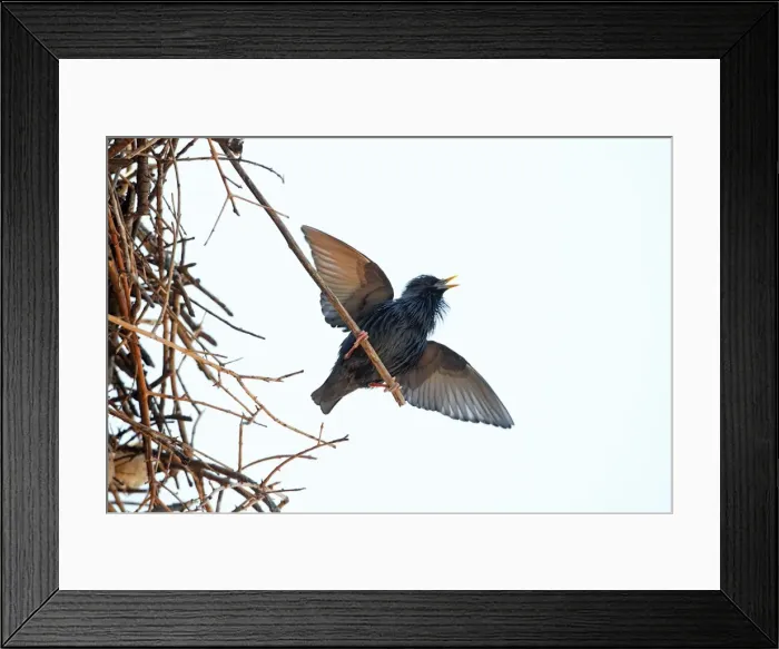 Framed Print : Spotless Starling - singing and displaying from white stork's nest, region of Alentejo, Portugal Framed Print : Spotless Starling - singing and displaying from white stork's nest, region of Alentejo, Portugal