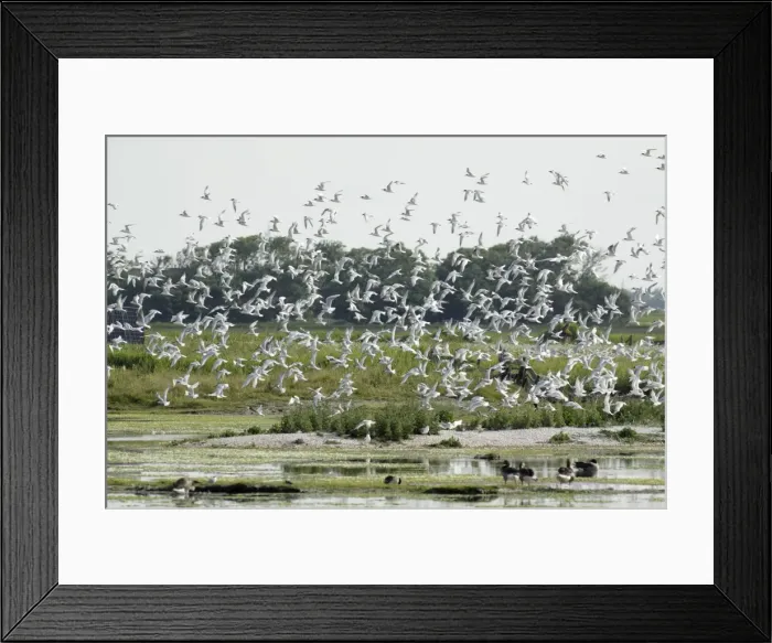 Framed Print : Sandwich Tern - flock flying over nesting colony, Island of Texel, Holland Framed Print : Sandwich Tern - flock flying over nesting colony, Island of Texel, Holland