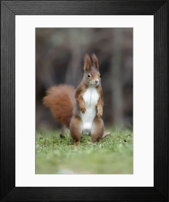 Framed Print : Red Squirrel - alert on garden lawn, Lower Saxony, Germany Framed Print : Red Squirrel - alert on garden lawn, Lower Saxony, Germany