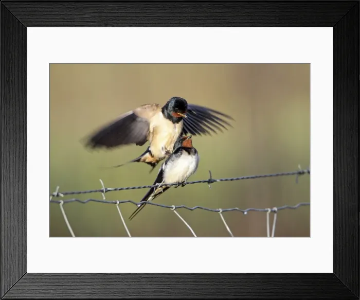 Framed Print : Barn Swallow - pair mating on fence, Lower Saxony, Germany Framed Print : Barn Swallow - pair mating on fence, Lower Saxony, Germany