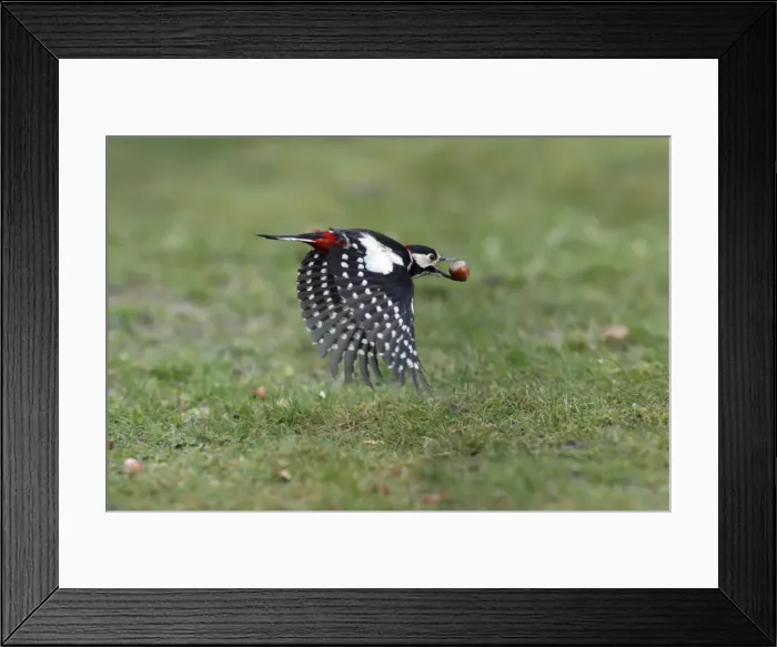 Framed Print : Great Spotted Woodpecker - in flight with hazel nut in beak, Lower Saxony, Germany Framed Print : Great Spotted Woodpecker - in flight with hazel nut in beak, Lower Saxony, Germany