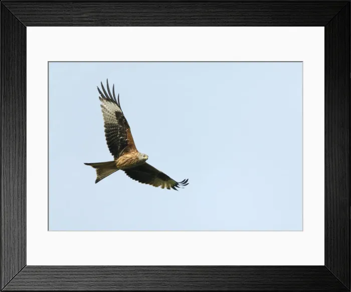 Framed Print : Red Kite - in flight, region of Alentejo, Portugal Framed Print : Red Kite - in flight, region of Alentejo, Portugal
