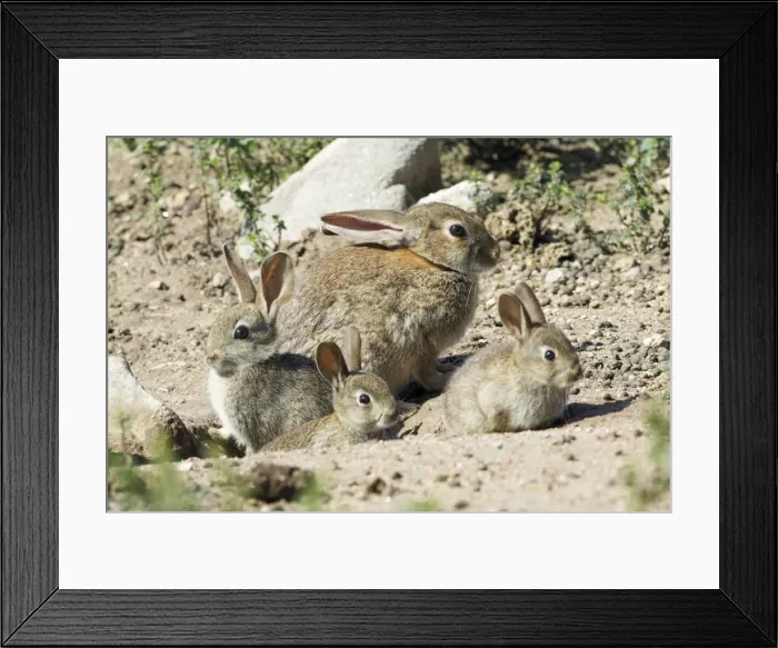 Framed Print : Wild Rabbit - doe with 3 babies, at burrow entrance, region of Alentejo, Portugal Framed Print : Wild Rabbit - doe with 3 babies, at burrow entrance, region of Alentejo, Portugal
