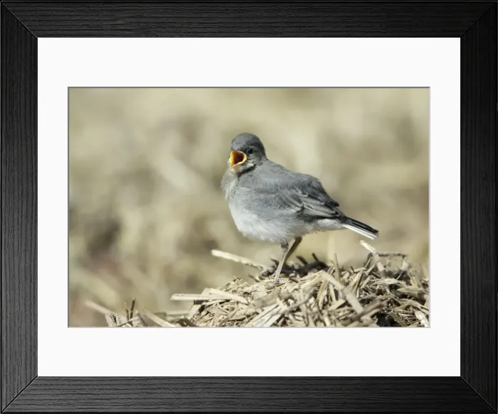 Framed Print : White Wagtail - juvenile, calling for food, Lower Saxony, Germany Framed Print : White Wagtail - juvenile, calling for food, Lower Saxony, Germany