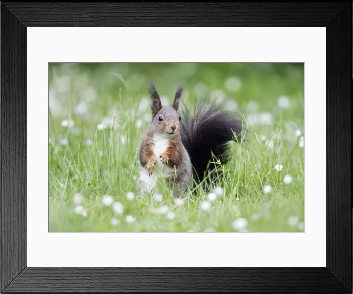 Framed Print : Red Squirrel - on garden lawn eating hazel nut, Lower Saxony, Germany Framed Print : Red Squirrel - on garden lawn eating hazel nut, Lower Saxony, Germany
