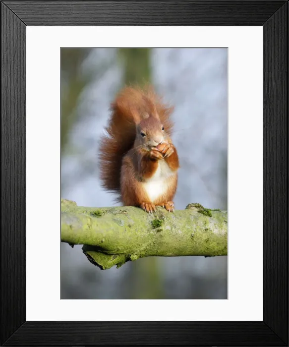 Framed Print : Red Squirrel - sitting on branch with hazel nut, Lower Saxony, Germany Framed Print : Red Squirrel - sitting on branch with hazel nut, Lower Saxony, Germany