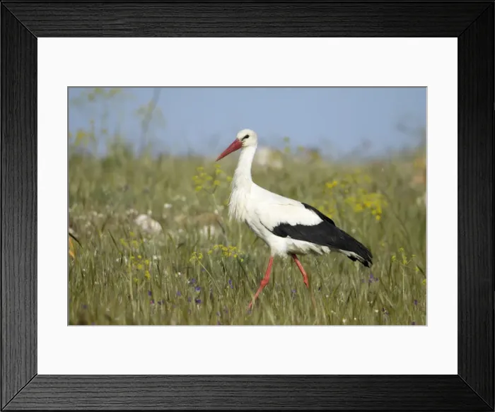 Framed Print : White Stork - searching for food on rough pasture, Extremadura, Spain Framed Print : White Stork - searching for food on rough pasture, Extremadura, Spain