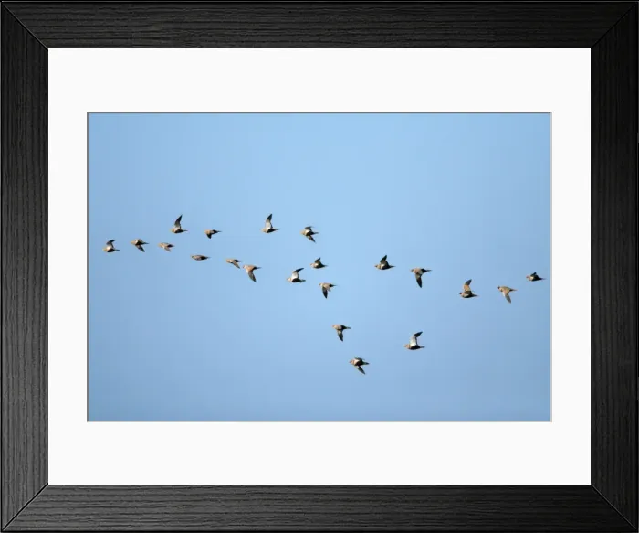 Framed Print : Black-Bellied Sandgrouse - flock in flight, NP Herdade de Sao Marcos Great Bustard Reserve, beside Castro Verde, Alentejo, Portugal Framed Print : Black-Bellied Sandgrouse - flock in flight, NP Herdade de Sao Marcos Great Bustard Reserve, beside Castro Verde, Alentejo, Portugal