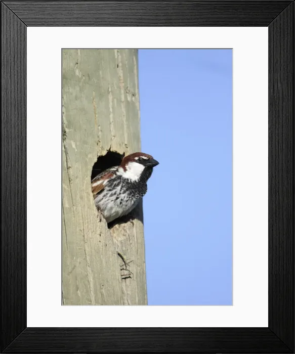 Framed Print : Spanish Sparrow - male emerging from nest in telegraph pole, region of Alentejo, Portugal Framed Print : Spanish Sparrow - male emerging from nest in telegraph pole, region of Alentejo, Portugal