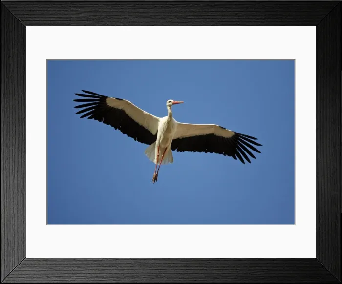 Framed Print : White Stork - in flight, soaring in air thermals, Extremadura, Spain Framed Print : White Stork - in flight, soaring in air thermals, Extremadura, Spain
