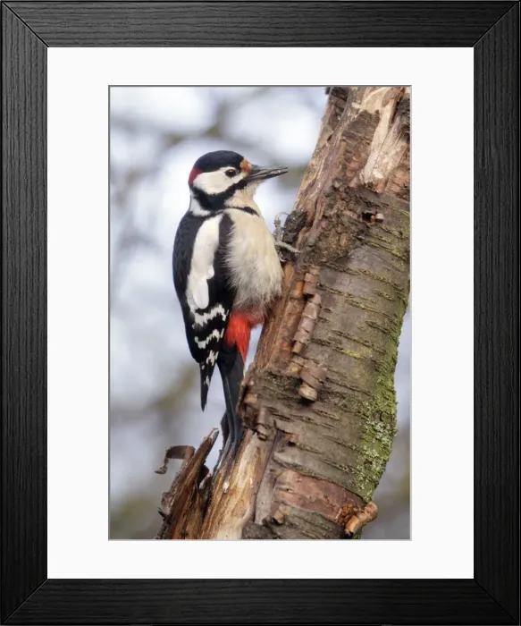 Framed Print : Great Spotted Woodpecker - male feeding on dead tree stem, Lower Saxony, Germany Framed Print : Great Spotted Woodpecker - male feeding on dead tree stem, Lower Saxony, Germany