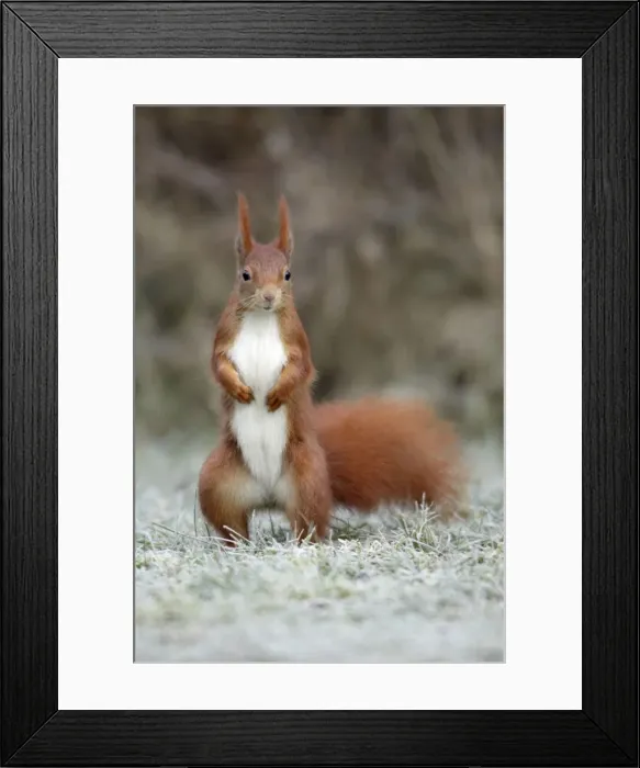 Framed Print : Red Squirrel - alert on frost covered garden lawn, Lower Saxony, Germany Framed Print : Red Squirrel - alert on frost covered garden lawn, Lower Saxony, Germany