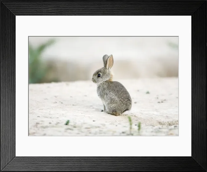 Framed Print : Wild Rabbit - baby animal, region of Alentejo, Portugal Framed Print : Wild Rabbit - baby animal, region of Alentejo, Portugal