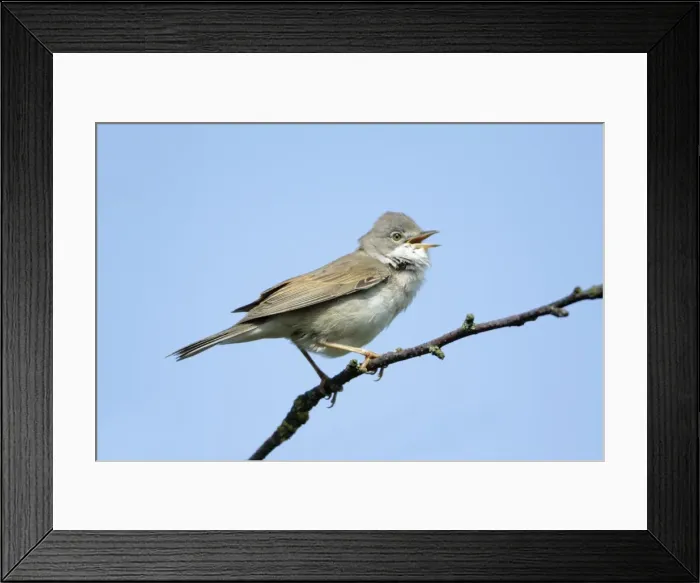 Framed Print : Whitethroat - male singing from branch, Lower Saxony, Germany Framed Print : Whitethroat - male singing from branch, Lower Saxony, Germany