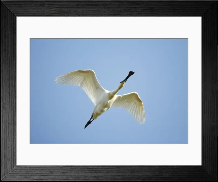 Framed Print : Spoonbill - in flight, Island of Texel, Holland Framed Print : Spoonbill - in flight, Island of Texel, Holland