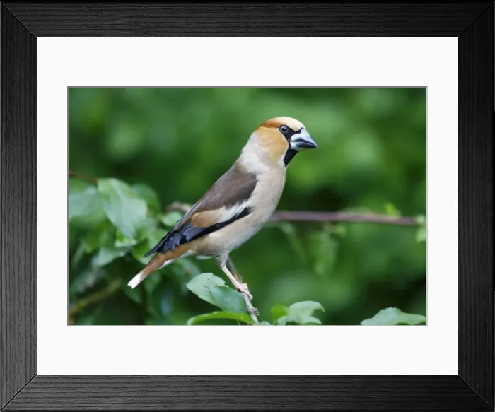 Framed Print : Hawfinch, portrait, Lower Saxony, Germany Framed Print : Hawfinch, portrait, Lower Saxony, Germany