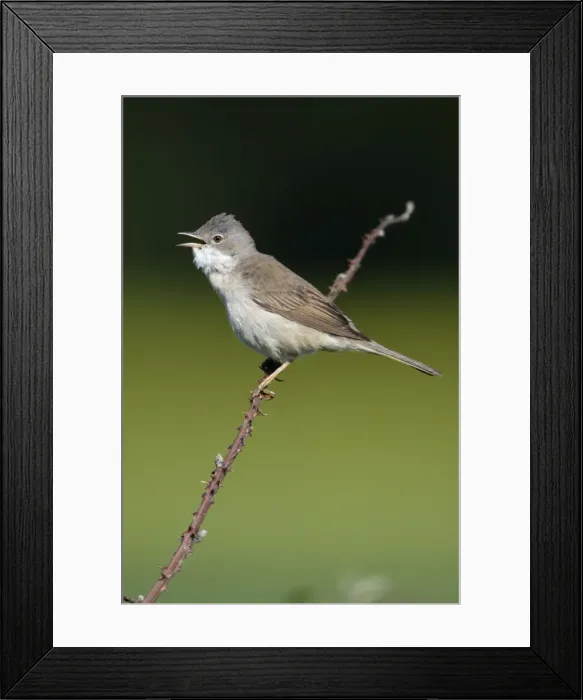 Framed Print : Whitethroat - male singing from briar, Lower Saxony, Germany Framed Print : Whitethroat - male singing from briar, Lower Saxony, Germany