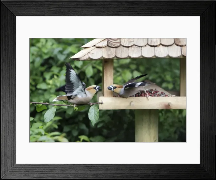 Framed Print : Hawfinch, 2 birds squabbling at food station, Lower Saxony, Germany Framed Print : Hawfinch, 2 birds squabbling at food station, Lower Saxony, Germany