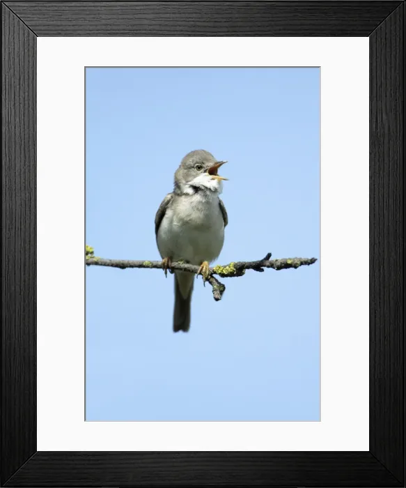 Framed Print : Whitethroat - male singing from branch, Lower Saxony, Germany