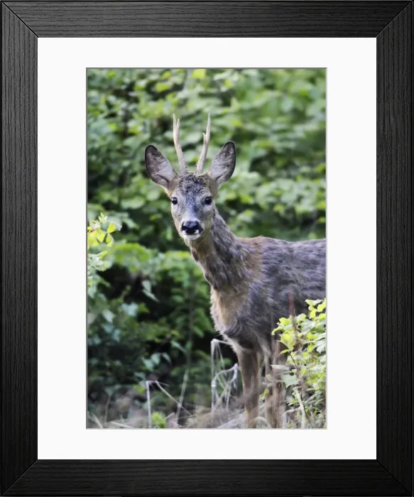 Framed Print : Roe Buck Deer - coat turning red in spring, Lower Saxony, Germany Framed Print : Roe Buck Deer - coat turning red in spring, Lower Saxony, Germany