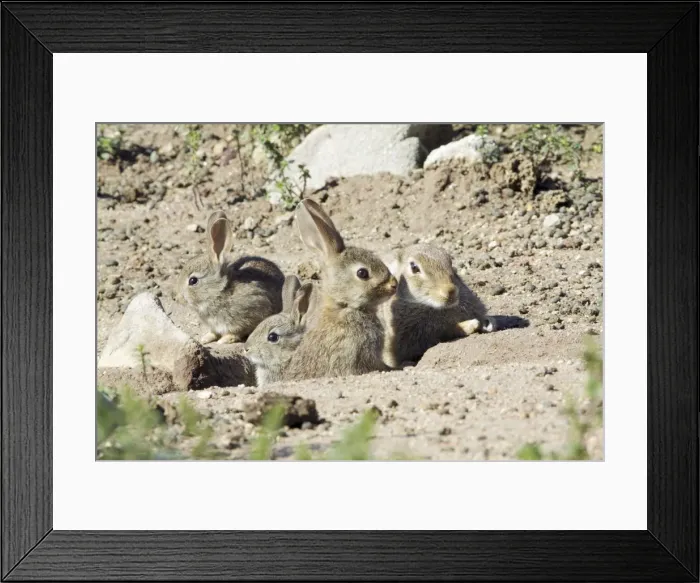 Framed Print : Wild Rabbit - doe with 3 babies, at burrow entrance, region of Alentejo, Portugal Framed Print : Wild Rabbit - doe with 3 babies, at burrow entrance, region of Alentejo, Portugal