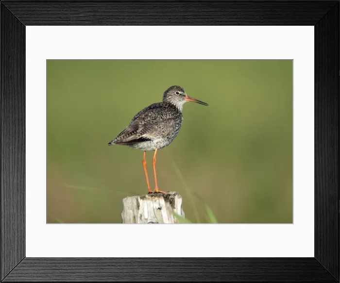 Framed Print : Redshank - perched on fence post, alert, Island of Texel, Holland Framed Print : Redshank - perched on fence post, alert, Island of Texel, Holland