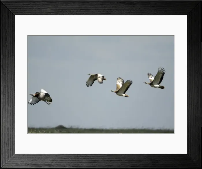 Framed Print : Great Bustard - 4 in flght, NP Herdade de Sao Marcos Great Bustard reserve, Alentejo, Portugal Framed Print : Great Bustard - 4 in flght, NP Herdade de Sao Marcos Great Bustard reserve, Alentejo, Portugal