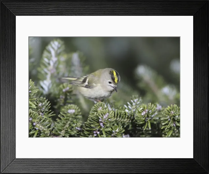 Framed Print : Goldcrest - searching for food in fir tree, Lower Saxony, Germany Framed Print : Goldcrest - searching for food in fir tree, Lower Saxony, Germany