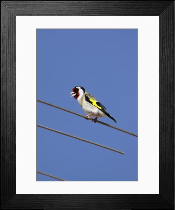 Framed Print : Goldfinch - singing from television antennae, Lower Saxony, Germany Framed Print : Goldfinch - singing from television antennae, Lower Saxony, Germany