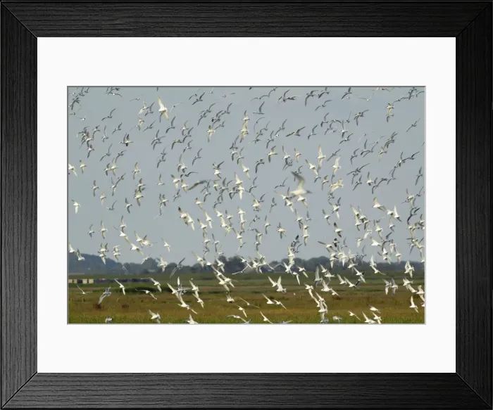 Framed Print : Sandwich Tern - flock flying over nesting colony, Island of Texel, Holland