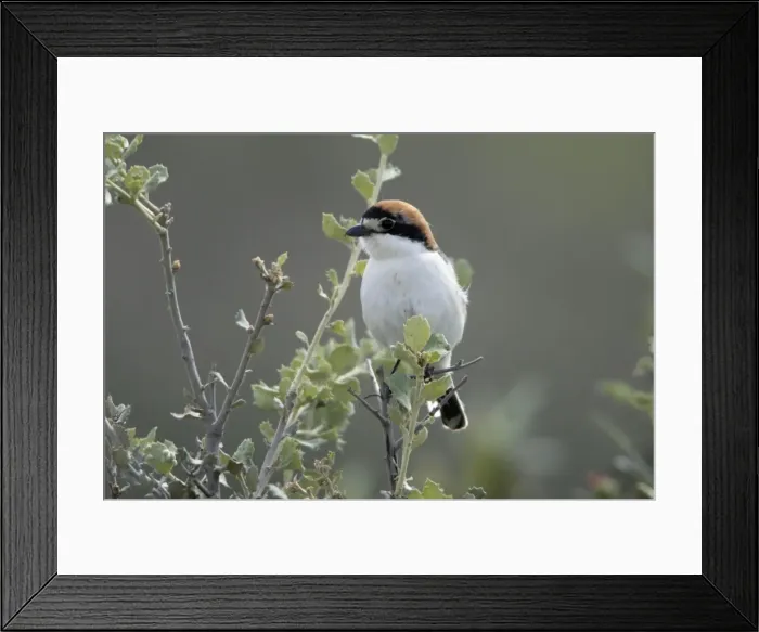 Framed Print : Woodchat Shrike - perched on Holm Oak branch, Alentejo, Portugal Framed Print : Woodchat Shrike - perched on Holm Oak branch, Alentejo, Portugal