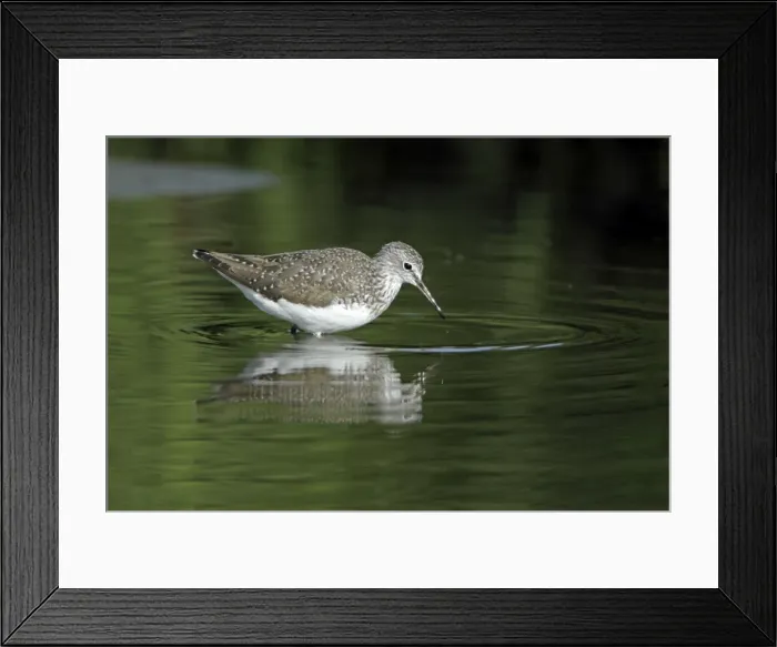 Framed Print : Green Sandpiper - searching for food in river, Alentejo region, Portugal Framed Print : Green Sandpiper - searching for food in river, Alentejo region, Portugal