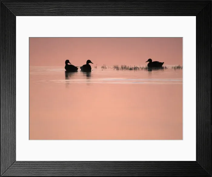 Framed Print : Mallard - 3 ducks resting on lake at twilight, Island of Texel, Holland Framed Print : Mallard - 3 ducks resting on lake at twilight, Island of Texel, Holland