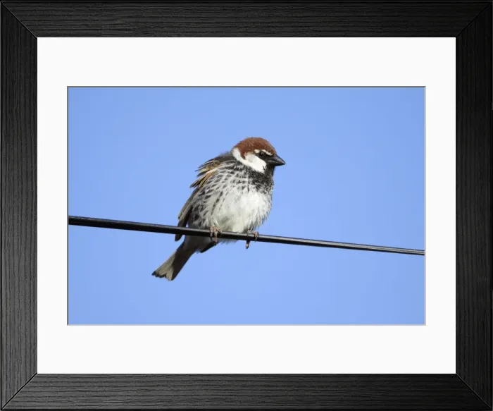 Framed Print : Spanish Sparrow - male perched on electric cable, region of Alentejo, Portugal Framed Print : Spanish Sparrow - male perched on electric cable, region of Alentejo, Portugal