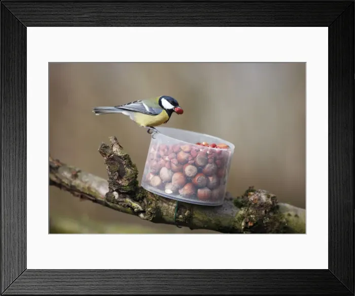 Framed Print : Great Tit - taking peanuts from Red Squirrel feeder in garden, Lower Saxony, Germany Framed Print : Great Tit - taking peanuts from Red Squirrel feeder in garden, Lower Saxony, Germany