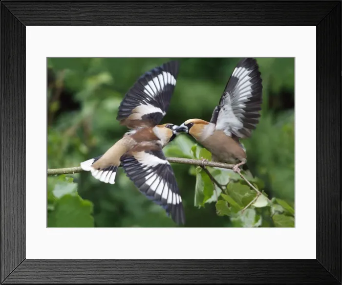 Framed Print : Hawfinch, 2 birds fighting over food, Lower Saxony, Germany Framed Print : Hawfinch, 2 birds fighting over food, Lower Saxony, Germany