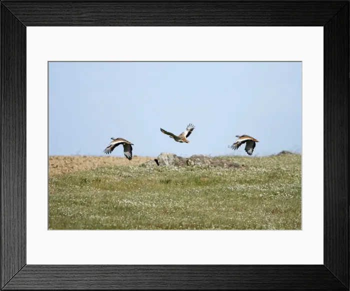 Framed Print : Great Bustard - 3 in flght, NP Herdade de Sao Marcos Great Bustard reserve, Alentejo, Portugal Framed Print : Great Bustard - 3 in flght, NP Herdade de Sao Marcos Great Bustard reserve, Alentejo, Portugal