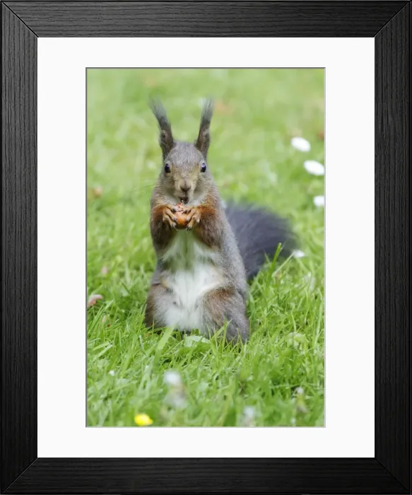 Framed Print : Red Squirrel - on garden lawn eating hazel nut, Lower Saxony, Germany Framed Print : Red Squirrel - on garden lawn eating hazel nut, Lower Saxony, Germany
