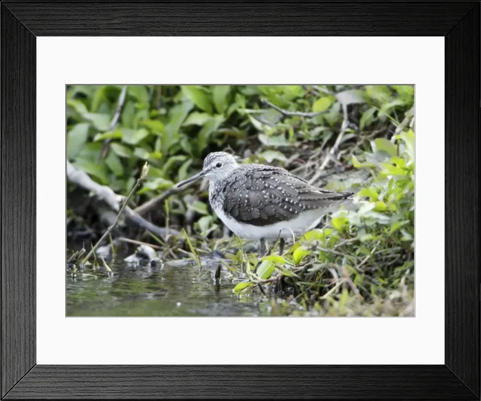 Framed Print : Green Sandpiper - resting on river bank, Alentejo region, Portugal Framed Print : Green Sandpiper - resting on river bank, Alentejo region, Portugal