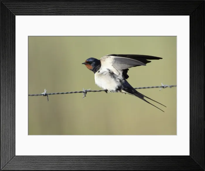 Framed Print : Barn Swallow - stretching wings, perched on fence, Lower Saxony, Germany Framed Print : Barn Swallow - stretching wings, perched on fence, Lower Saxony, Germany