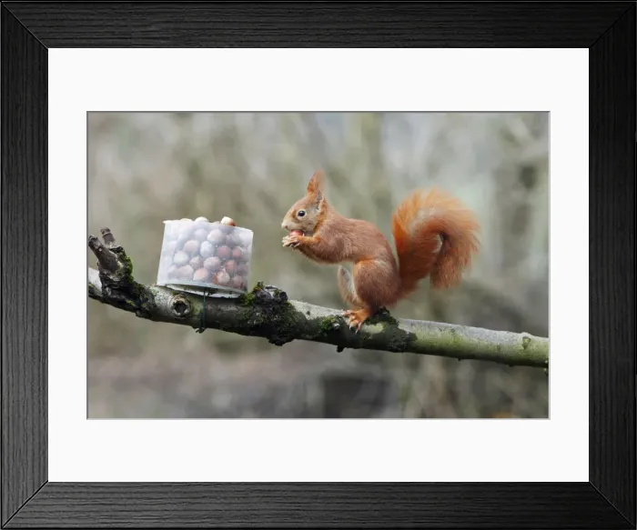 Framed Print : Red Squirrel - taking hazel nut from feeding station in garden, Lower Saxony, Germany Framed Print : Red Squirrel - taking hazel nut from feeding station in garden, Lower Saxony, Germany