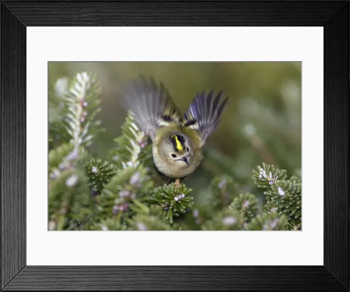 Framed Print : Goldcrest - flickering wings in display, Lower Saxony, Germany Framed Print : Goldcrest - flickering wings in display, Lower Saxony, Germany