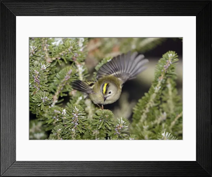 Framed Print : Goldcrest - searching for food in fir tree, Lower Saxony, Germany Framed Print : Goldcrest - searching for food in fir tree, Lower Saxony, Germany