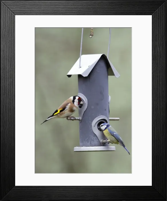 Framed Print : Goldfinch and Blue Tit - (Parus caeruleus), feeding on seed station, Lower Saxony, Germany Framed Print : Goldfinch and Blue Tit - (Parus caeruleus), feeding on seed station, Lower Saxony, Germany