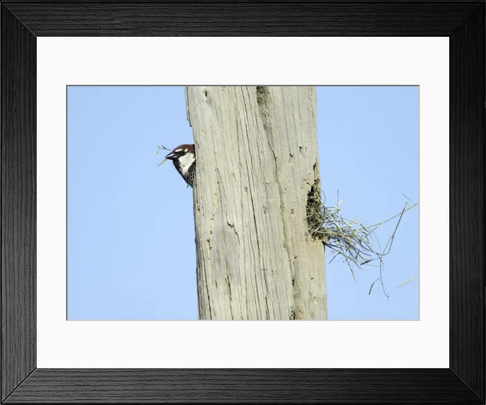 Framed Print : Spanish Sparrow - male emerging from nest in telegraph pole, region of Alentejo, Portugal Framed Print : Spanish Sparrow - male emerging from nest in telegraph pole, region of Alentejo, Portugal