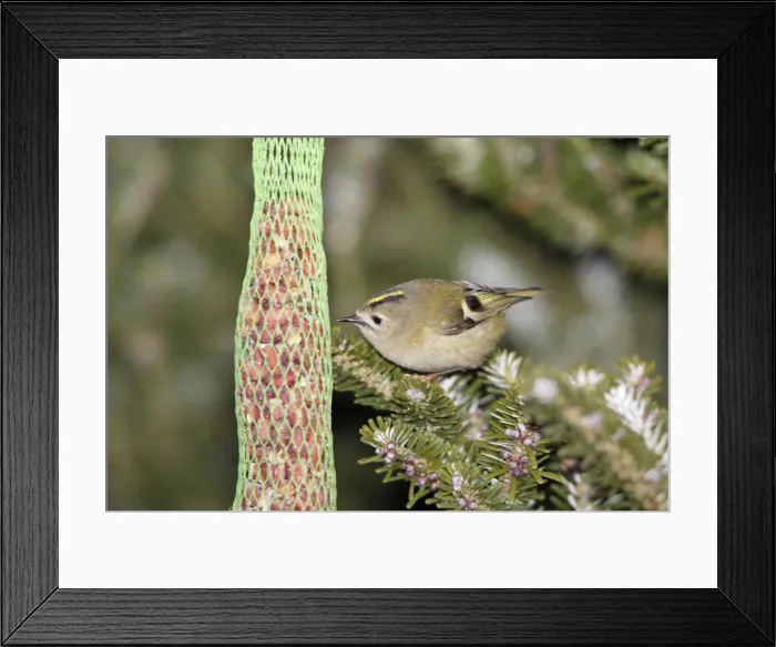 Framed Print : Goldcrest - picking food from titmice feeder in winter, Lower Saxony, Germany Framed Print : Goldcrest - picking food from titmice feeder in winter, Lower Saxony, Germany